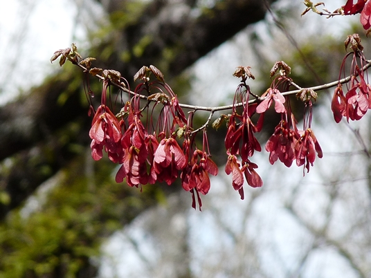 {Acer rubrum var. trilobum}